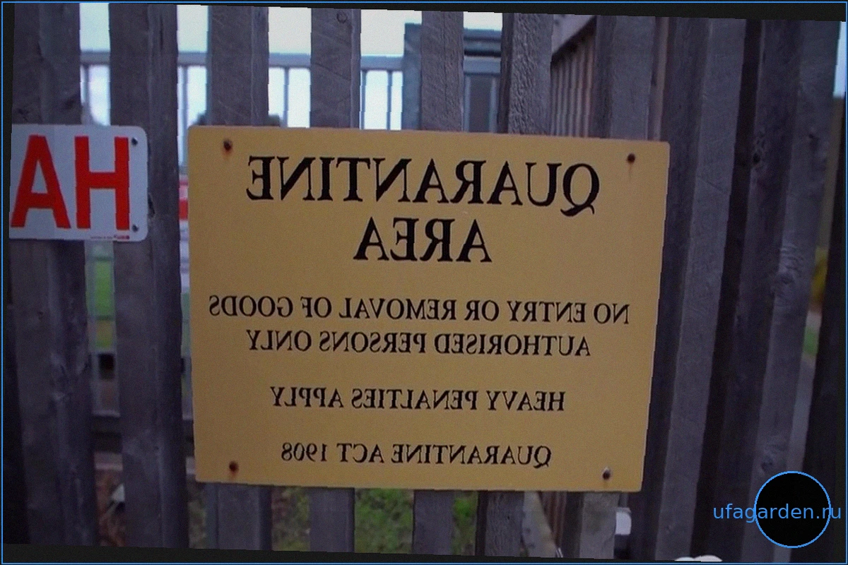 В Австралии зафиксирован первый случай птичьего гриппа